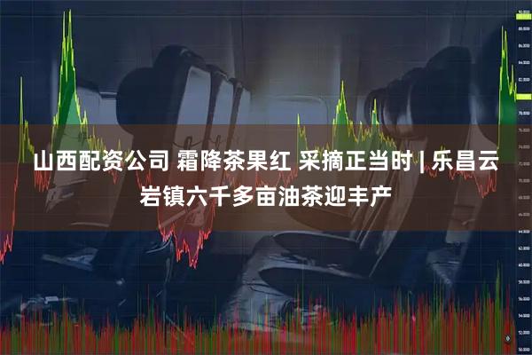 山西配资公司 霜降茶果红 采摘正当时 | 乐昌云岩镇六千多亩油茶迎丰产